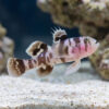 Black-Barred Reef Goby