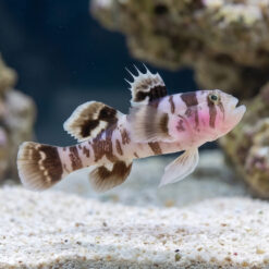Black-Barred Reef Goby