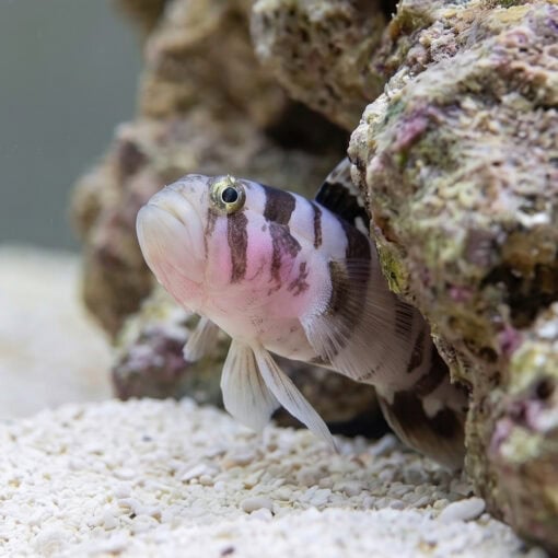 Black-Barred Reef Goby - Image 2