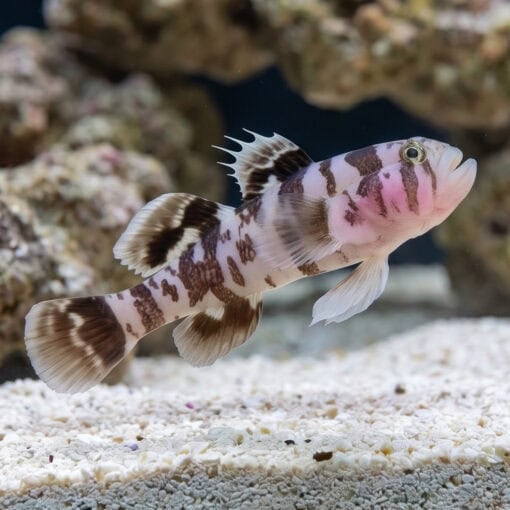 Black-Barred Reef Goby - Image 3