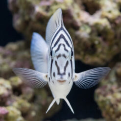 Alternative view of Black-Barred Zebra Tang