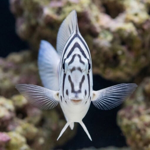 Black-Barred Zebra Tang - Image 2