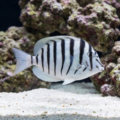 Black-Barred Zebra Tang - Image 3