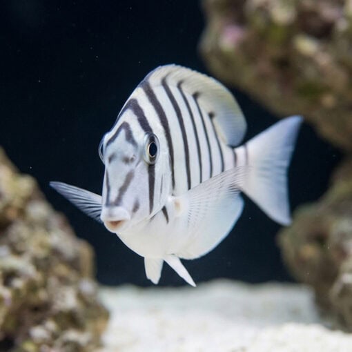 Black-Barred Zebra Tang - Image 4