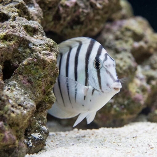 Black-Barred Zebra Tang - Image 5