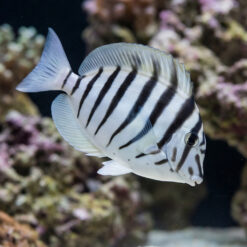 Black-Barred Zebra Tang