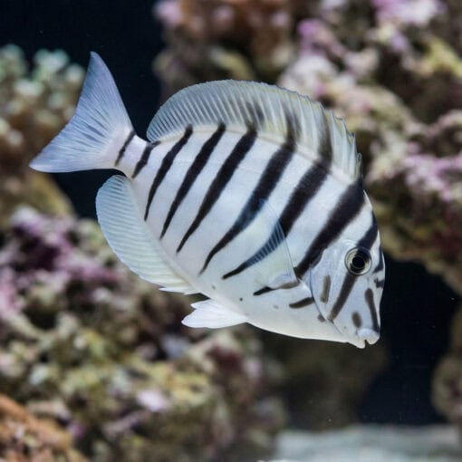 Black-Barred Zebra Tang