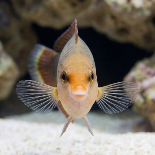 Bird Wrasse - Image 2