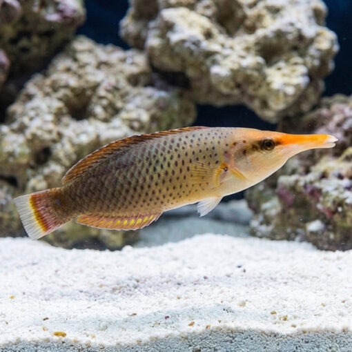 Bird Wrasse - Image 4