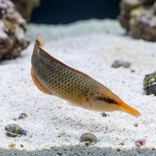 Bird Wrasse - Image 5