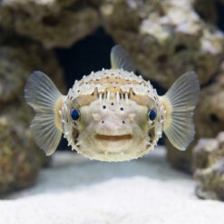 Alternative view of Black-Blotched Porcupine Puffer