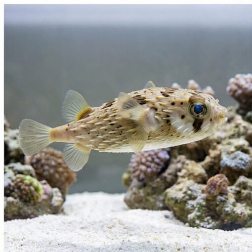 Black-Blotched Porcupine Puffer - Image 3
