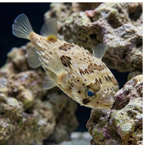 Black-Blotched Porcupine Puffer - Image 4