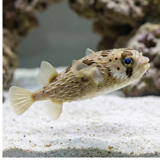 Black-Blotched Porcupine Puffer - Image 5