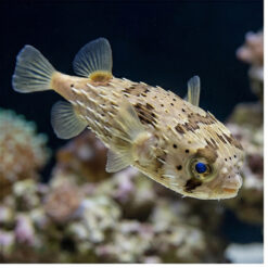 Black-Blotched Porcupine Puffer