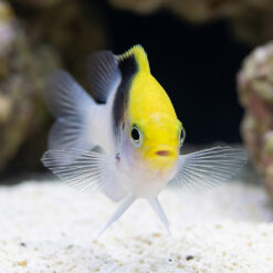 Alternative view of Rolland's Damsel