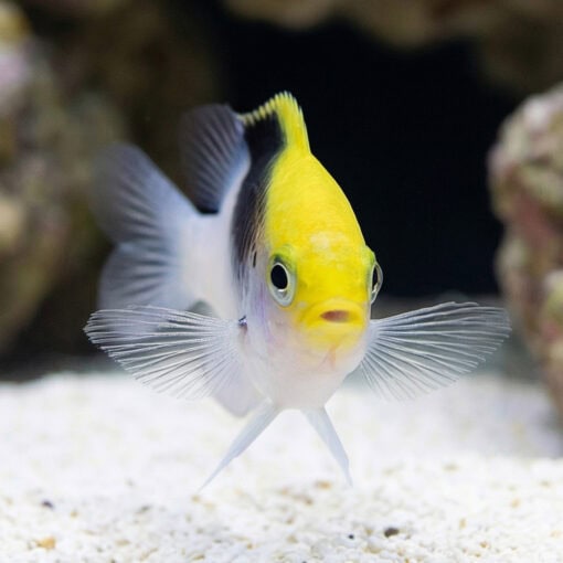 Rolland's Damsel - Image 2