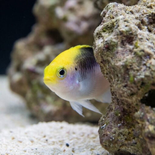 Rolland's Damsel - Image 4