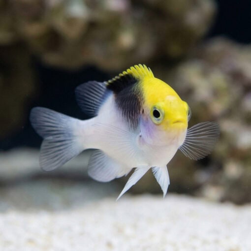 Rolland's Damsel - Image 5