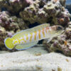 Black Cap Jawfish