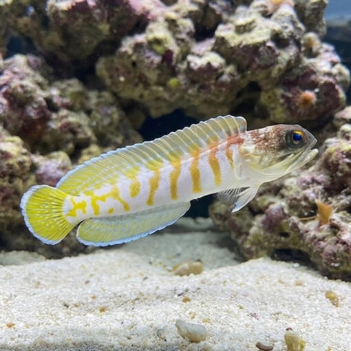 Black Cap Jawfish