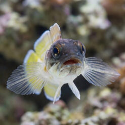 Alternative view of Black Cap Jawfish