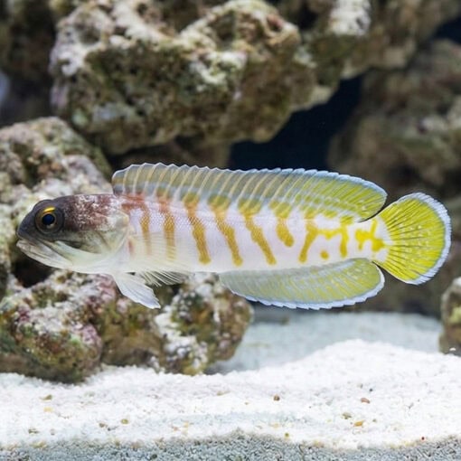 Black Cap Jawfish - Image 3