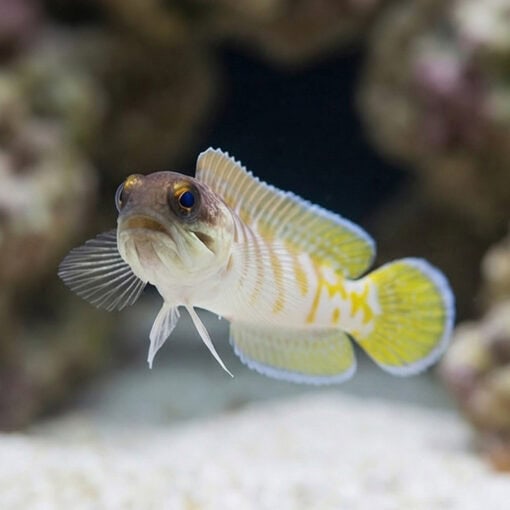 Black Cap Jawfish - Image 4