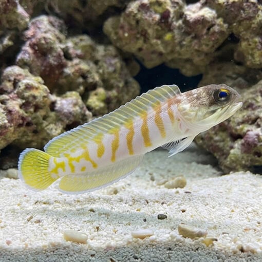 Black Cap Jawfish - Image 5