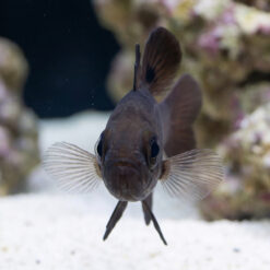Alternative view of Black Cardinal