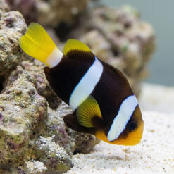 Black Clarkii Clownfish