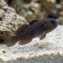 Black Clown Goby