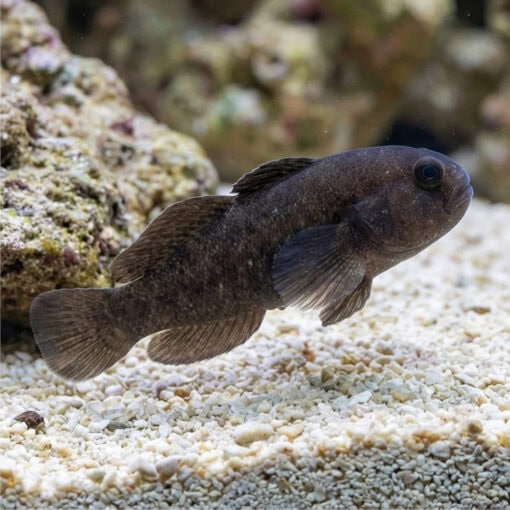 Black Clown Goby