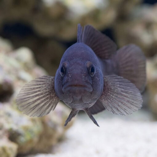 Black Clown Goby - Image 2