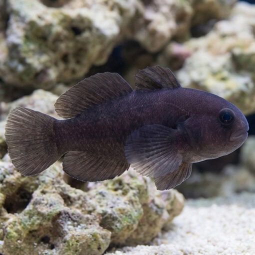 Black Clown Goby - Image 3