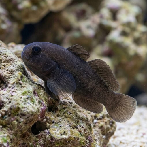 Black Clown Goby - Image 4