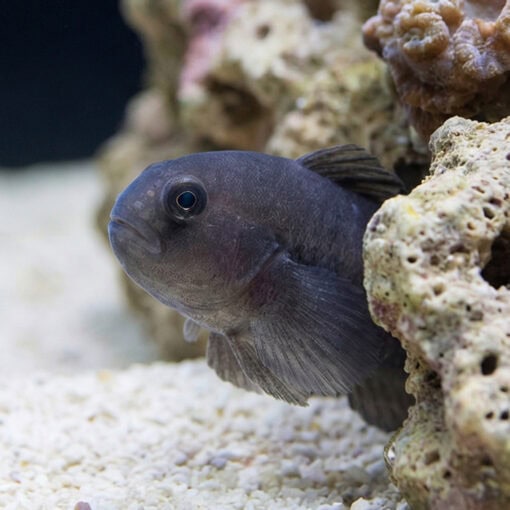 Black Clown Goby - Image 5