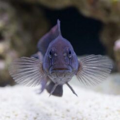 Alternative view of Black Combtooth Blenny