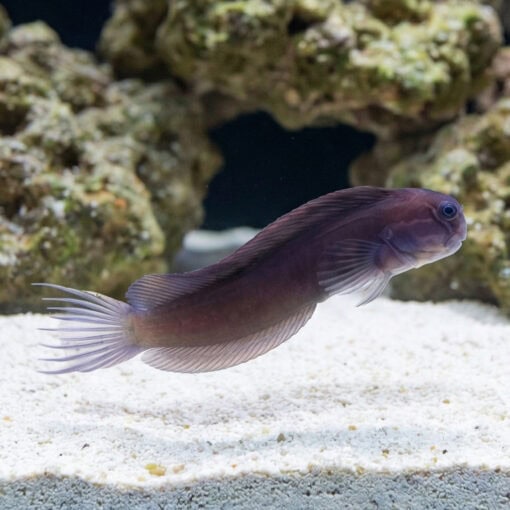 Black Combtooth Blenny - Image 3