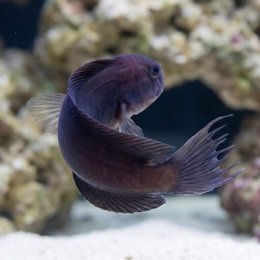 Black Combtooth Blenny - Image 4