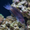 Black Combtooth Blenny