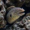 Black-Ear Moray