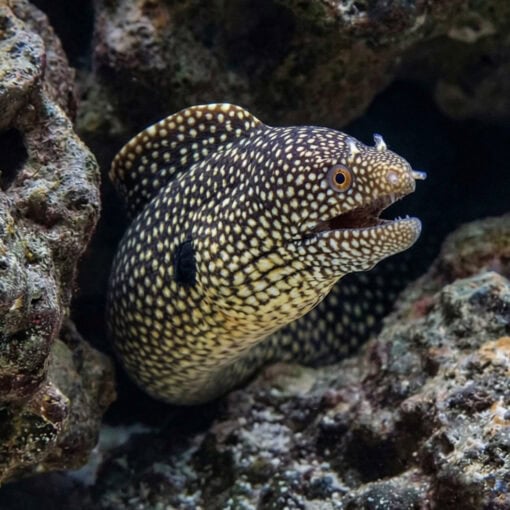 Black-Ear Moray