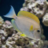 Black-Eared Maculiceps Tang