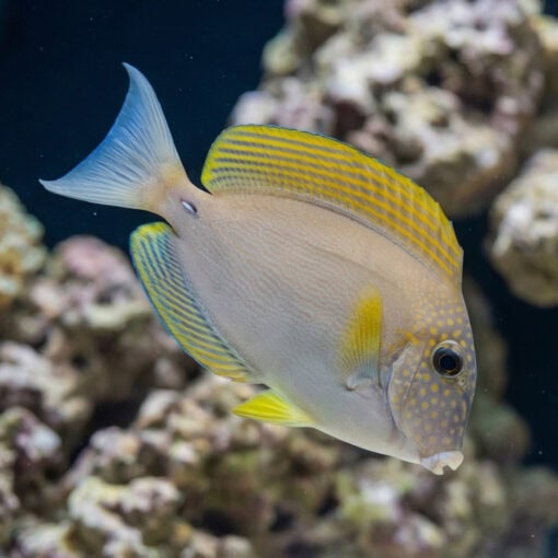 Black-Eared Maculiceps Tang