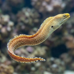 Black Edge Moray