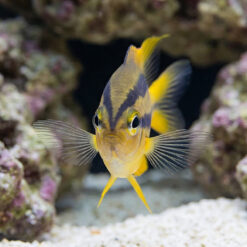 Alternative view of Black and Gold Chromis