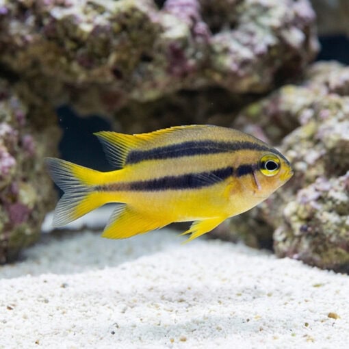 Black and Gold Chromis - Image 3