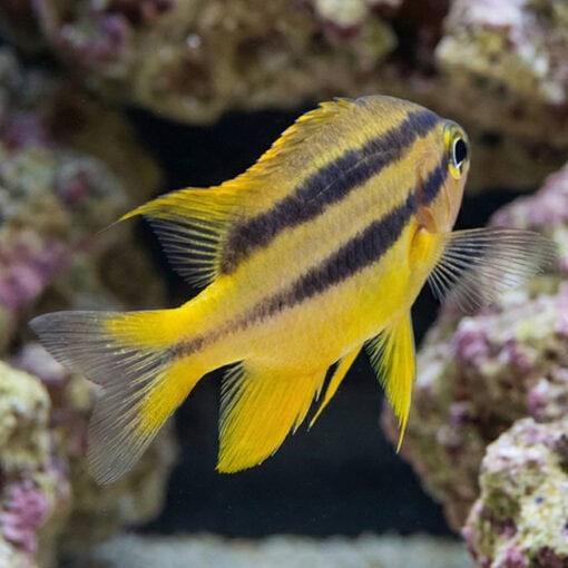 Black and Gold Chromis - Image 4