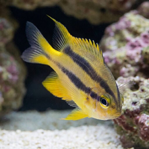 Black and Gold Chromis - Image 5